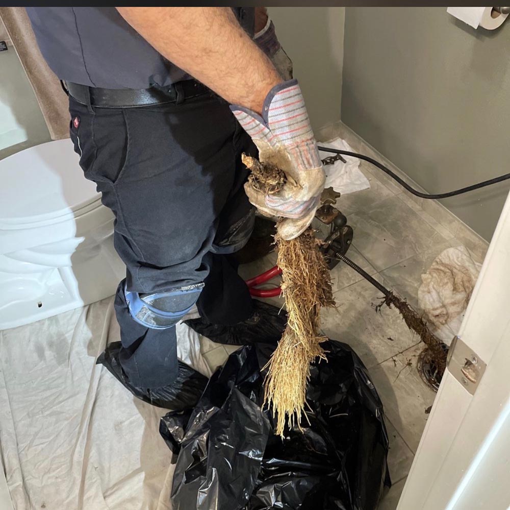 roots from drain cleaning