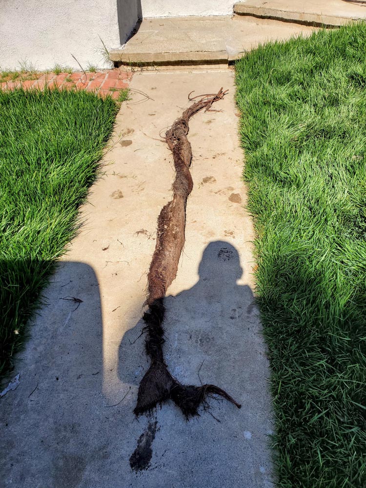 roots from drain cleaning