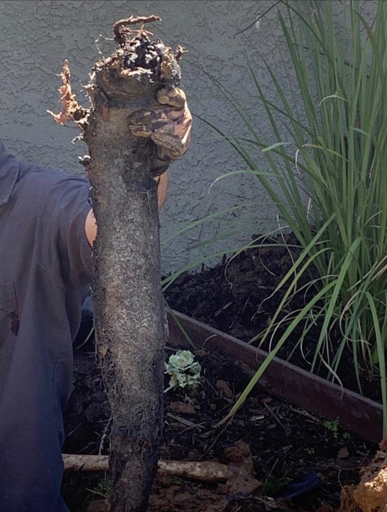 root from sewer line repair